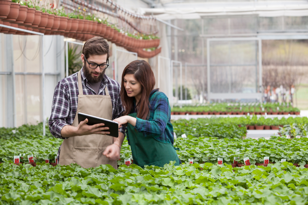 a man and a woman employee looking at their playbook while working in the greenhouse