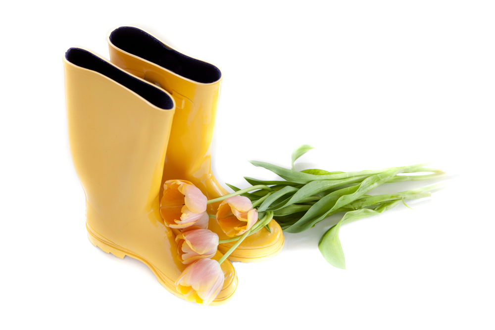 yellow rubber boots isolated on white with yellow tulips lying on the top of them.